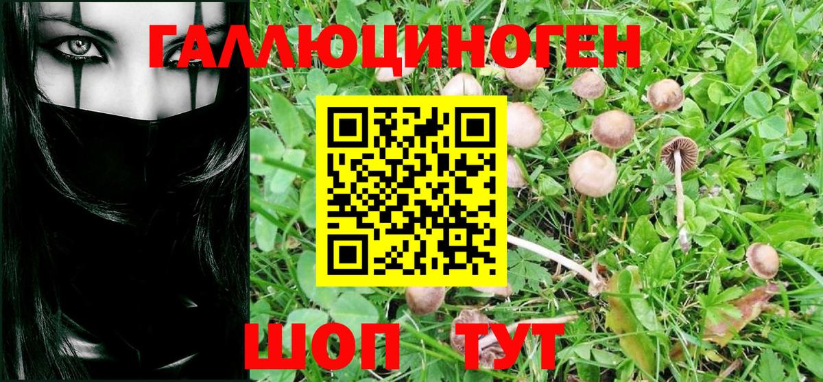 Галлюциногенные грибы Psilocybine cubensis Курчатов